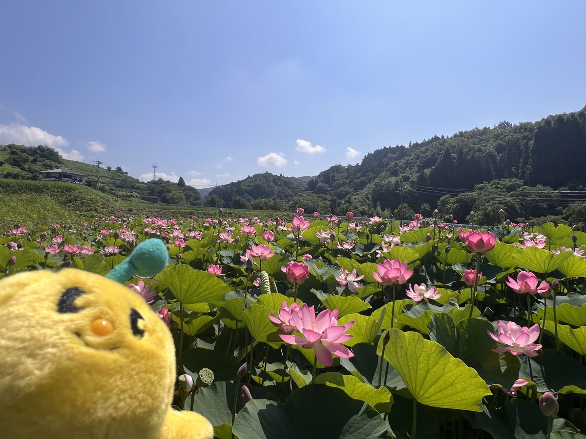 FromKibitan's tweet photo. 蓮の花がたくさん咲いている池をみつけたよ！
#福島県 #Fukushima #Japan #キビタン #福島県公式キャラクター
#蓮池 #蓮 https://t.co/5qW0I8JNF2