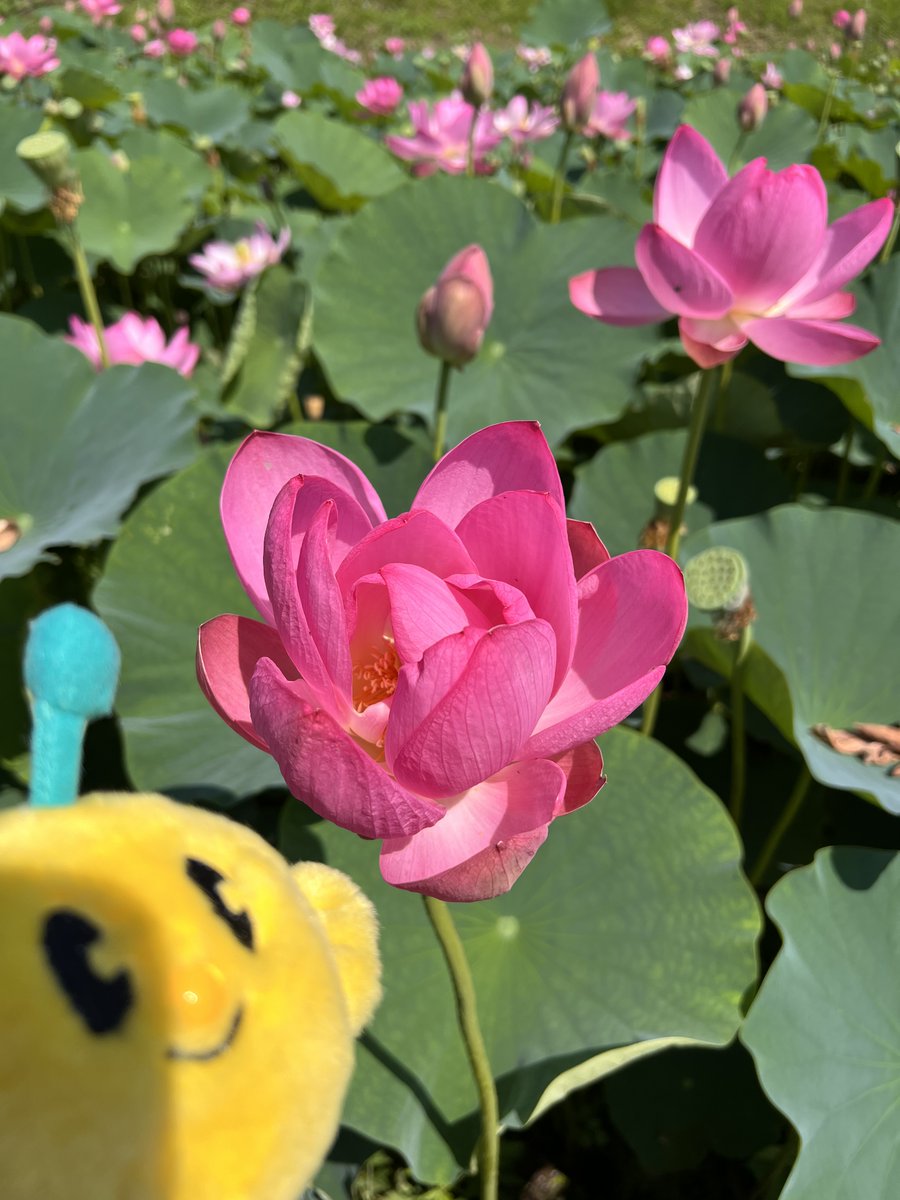 FromKibitan's tweet photo. 蓮の花がたくさん咲いている池をみつけたよ！
#福島県 #Fukushima #Japan #キビタン #福島県公式キャラクター
#蓮池 #蓮 https://t.co/5qW0I8JNF2