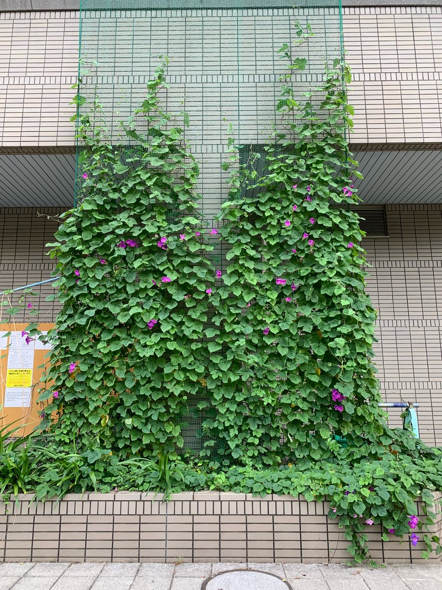 osaka_env_paa's tweet photo. 以前ご紹介させて頂いた緑のカーテンの続報です🍀
朝顔の成長速度は早く、すでに2階まで届く勢いで、たくさんの花が咲き誇っています����皆さんもぜひ緑のカーテンに挑戦してみてください✨ https://t.co/jvviLJsZbh