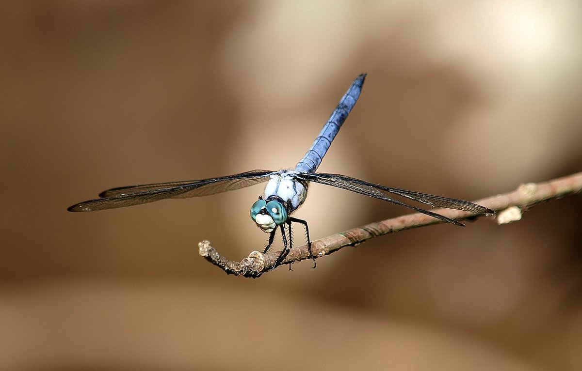 kala61857's tweet photo. Can't Resist When They Ask Nicely
Some dragonflies are just camera hams.
Male Great Blue Skimmer (Libellula vibrans)
White Rock Lake, Dallas Texas
https://t.co/kTZzsV9er0
#dragonfly #macro #naturephotography #coolbugs #odes https://t.co/h3F9QWtkuK