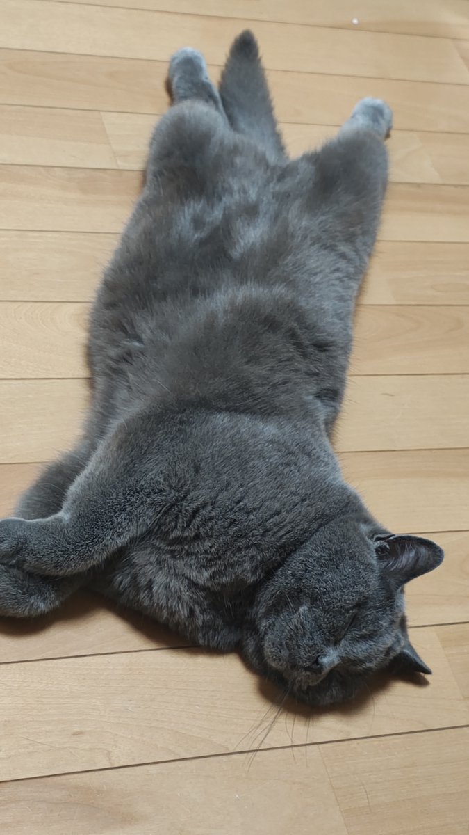 Minakothecat04's tweet photo. こりゃあ大変。酷暑到来。
業務日報【赴任1558日目】
#譲渡型猫カフェくるにゃん #リトルキャッツ出身 https://t.co/iln7wmW1ZS