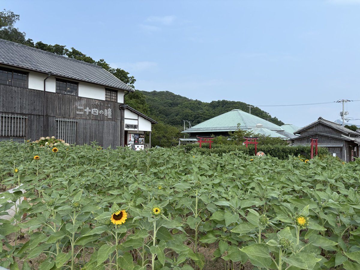 24_hitomi's tweet photo. 7月22日(水)

#二十四の瞳映画村 と #岬の分教場 は9:00~17:00までｵｰﾌﾟﾝ     

#渡し舟 は9:30〜16:30まで運航  

【企画展開催中】 
★万屋展示『曼荼羅DOTART』『船長小屋』 
★ペット・ボトル・キャップ・アート展

ひまわり🌻開花中〜 https://t.co/guUVkq9WEi