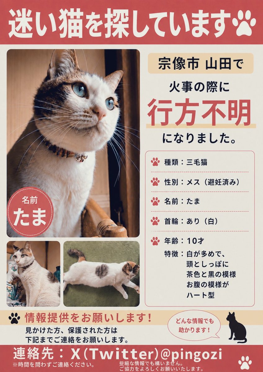 pingozi's tweet photo. #迷い猫 #拡散希望
福岡県宗像市
7/14の火災により、飼い猫が行方不明になりました。この投稿が近隣の方の目に止まることを願っています。些細な情報でも構いませんので、何かあればご連絡ください。
ご協力お願いします。 https://t.co/fb5u6CnkZQ