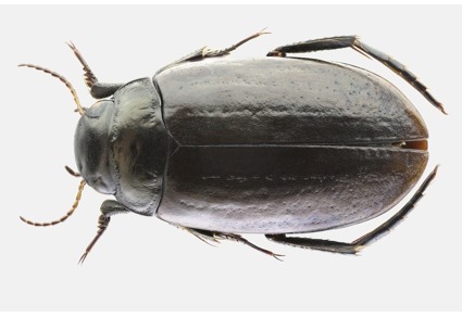 Zootaxa's tweet photo. A new high-altitude #Agabus species from southwestern #China, sibling to A. longissimus Régimbart (#Coleoptera: #Dytiscidae: #Agabinae)
#taxonomy
https://t.co/LYj6ORcxO2 https://t.co/lHhxHnBOaA