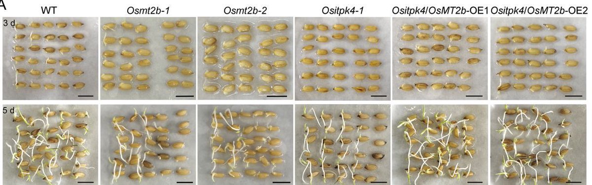 PlantPhys's tweet photo. The OsNAC3-OsITPK4-OsMT2b module regulates rice seed germination through the reactive oxygen species pathway (Liling Peng , Yongqi He , Shirui Chen , Siyu Liu , Chengjing Wang , Wenwen Li , Zihe Li , Zhoufei Wang , Jia Zhao) https://t.co/YZpo1Bv5EJ @ASPB #PlantSci https://t.co/YunLioDXyz