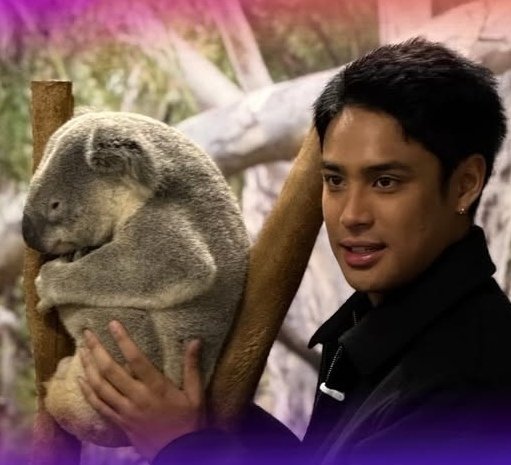 _dbakedsushi's tweet photo. a photo of a real koala with my favorite koalas bondel, AAAHHHHHH too cuteeee!! 🐨😍
#DonBelle https://t.co/4NpdgHPVzt