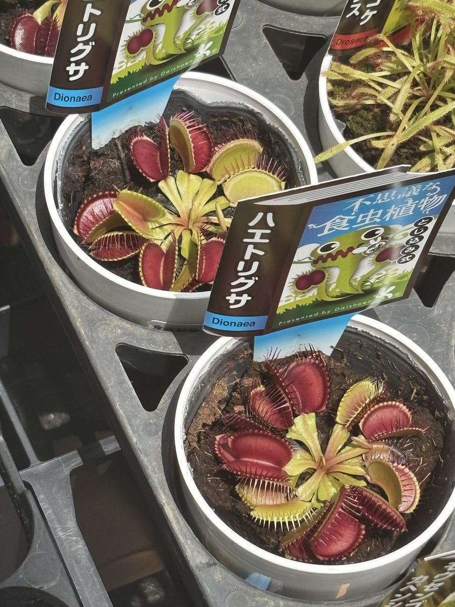 yanagiblog's tweet photo. ハエトリグサ
久しぶりに見た https://t.co/5j6v9w64Df