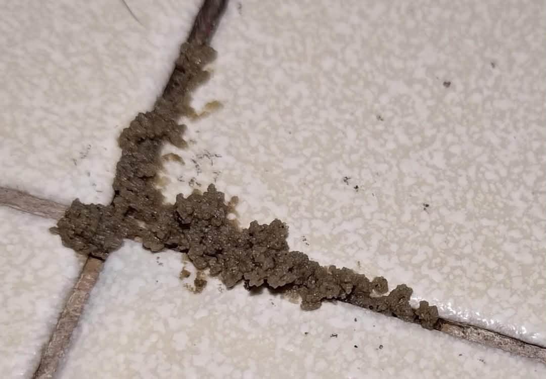 Bella__Bahby's tweet photo. What is this? 😳

It keeps growing on my bathroom tiles. I’ve used bleach several times, but it comes back in less than 24 hours.

Has anyone experienced this before? What is it, and how do I get rid of it permanently? https://t.co/cHjoAorED9