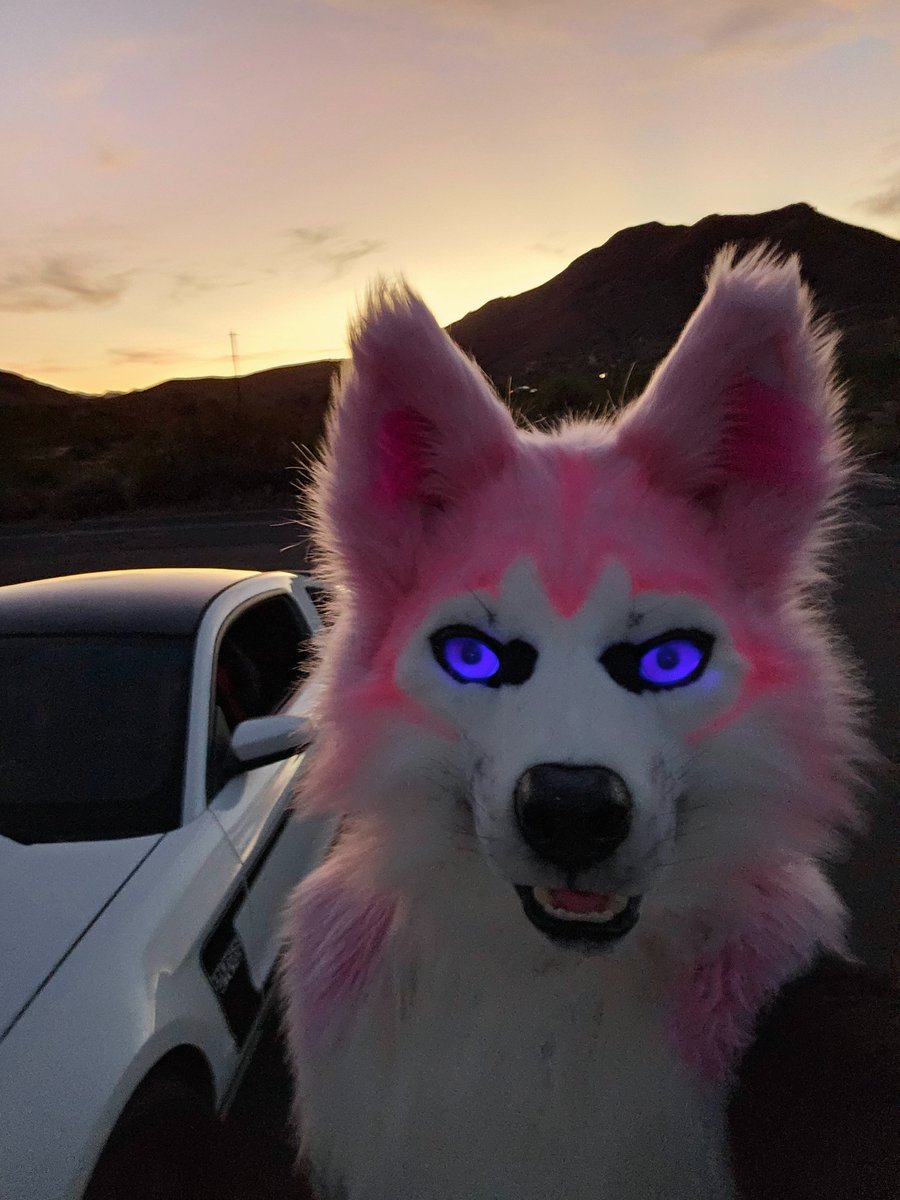 rosehuskybutt's tweet photo. Let's go for a drive. https://t.co/PTJVmxOMe4