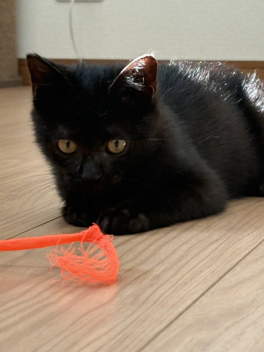 t0526bashi's tweet photo. 保護猫のホクト君🐈‍⬛少しづつ遊んでくれるようになりました。
まだまだ触らせてはくれないけど💦
#保護猫
#里親募集
#黒猫
#印旛郡栄町 https://t.co/PwUFHQvTfS