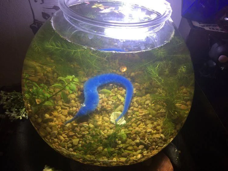 beansm00thie's tweet photo. i keep feeding him but he wont move :( i think hes sick https://t.co/TH7gBsOVmy