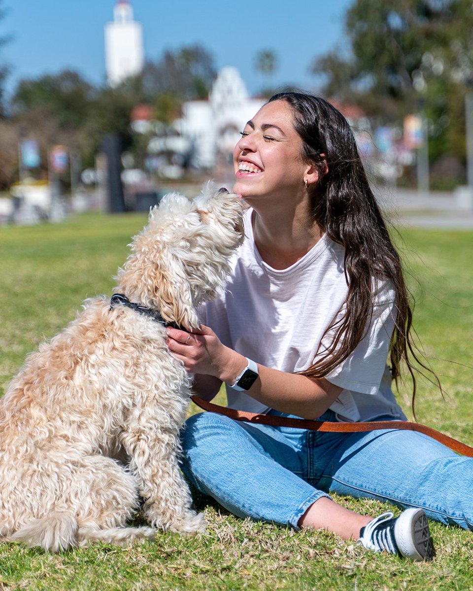 SDSU's tweet photo. For nearly 15 years, Baxter brought comfort and joy to the SDSU community. ❤️ As the university’s first therapy dog, he helped generations of students through life’s challenges. His legacy lives on in the hearts of Aztecs. https://t.co/MpLEgFrKxW https://t.co/ru1qoJ3RSf