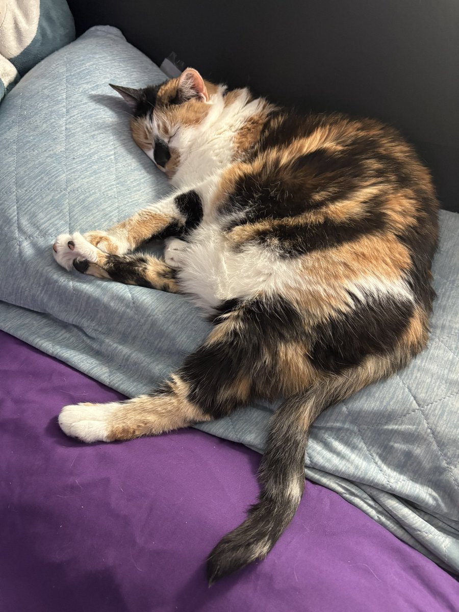 thrdplanet's tweet photo. 💤 https://t.co/cyk37rKXZz