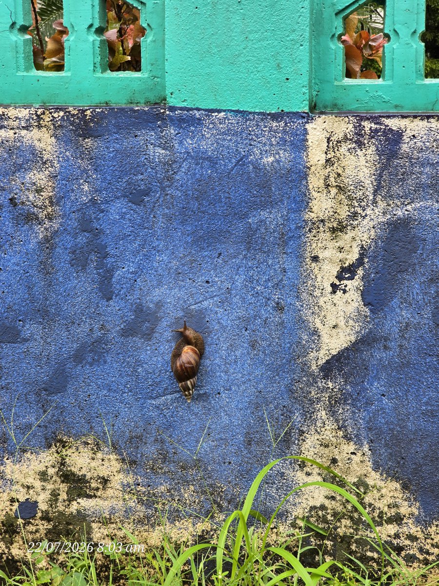vinaidesai's tweet photo. Look at the size Didn't know there were snails of this size in these parts of the world. 

#snail #wildlife #species https://t.co/WCR1CnqmuV