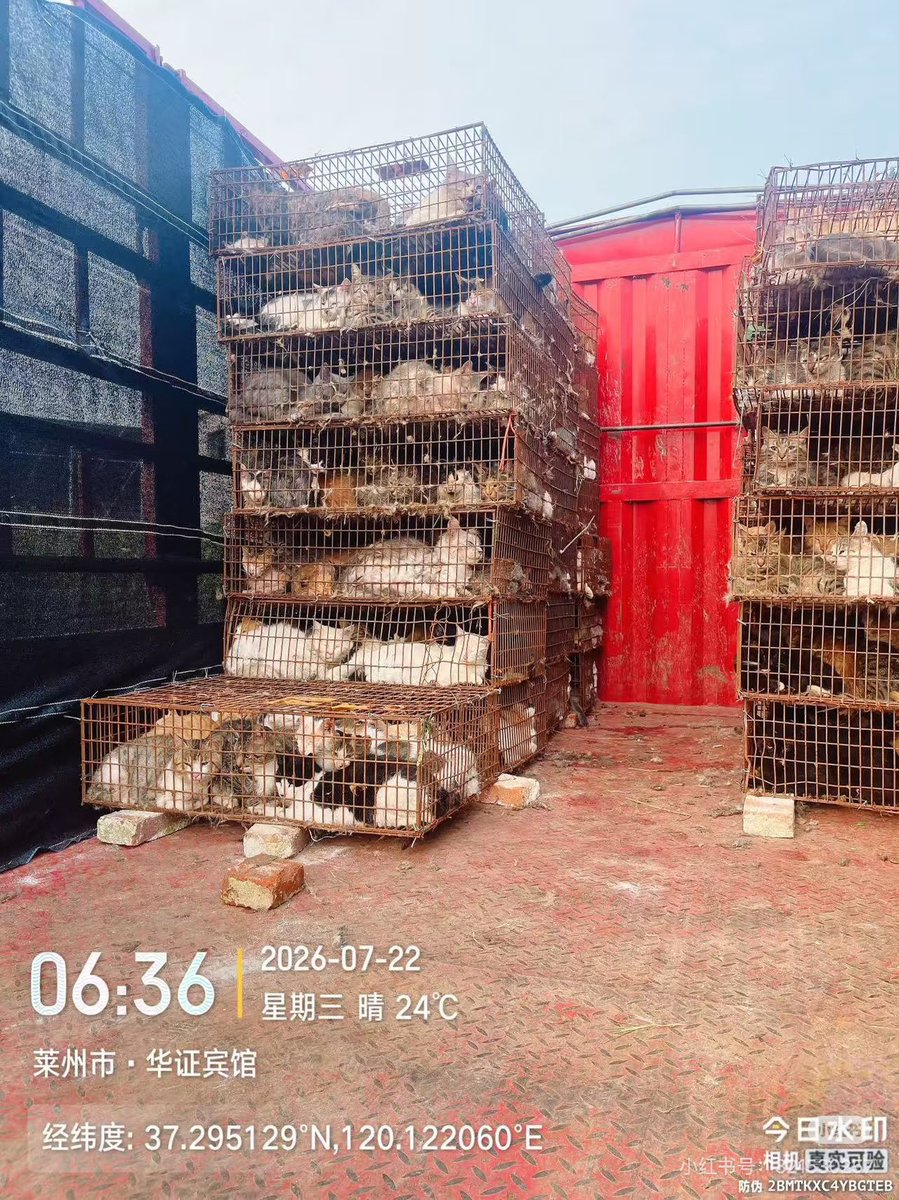 Mizu09587295's tweet photo. 2026年7月22日

中国・山東省莱州市で、約700匹の猫を運ぶトラックがボランティアによって止められました。

猫たちは野良猫や盗まれた飼い猫、多くの純血種を含むとみられています。目的地は広西自治区または広東省とされています。

警察は現場に到着していますが、今後の状況はまだ分かっていません https://t.co/XOpOniafi2