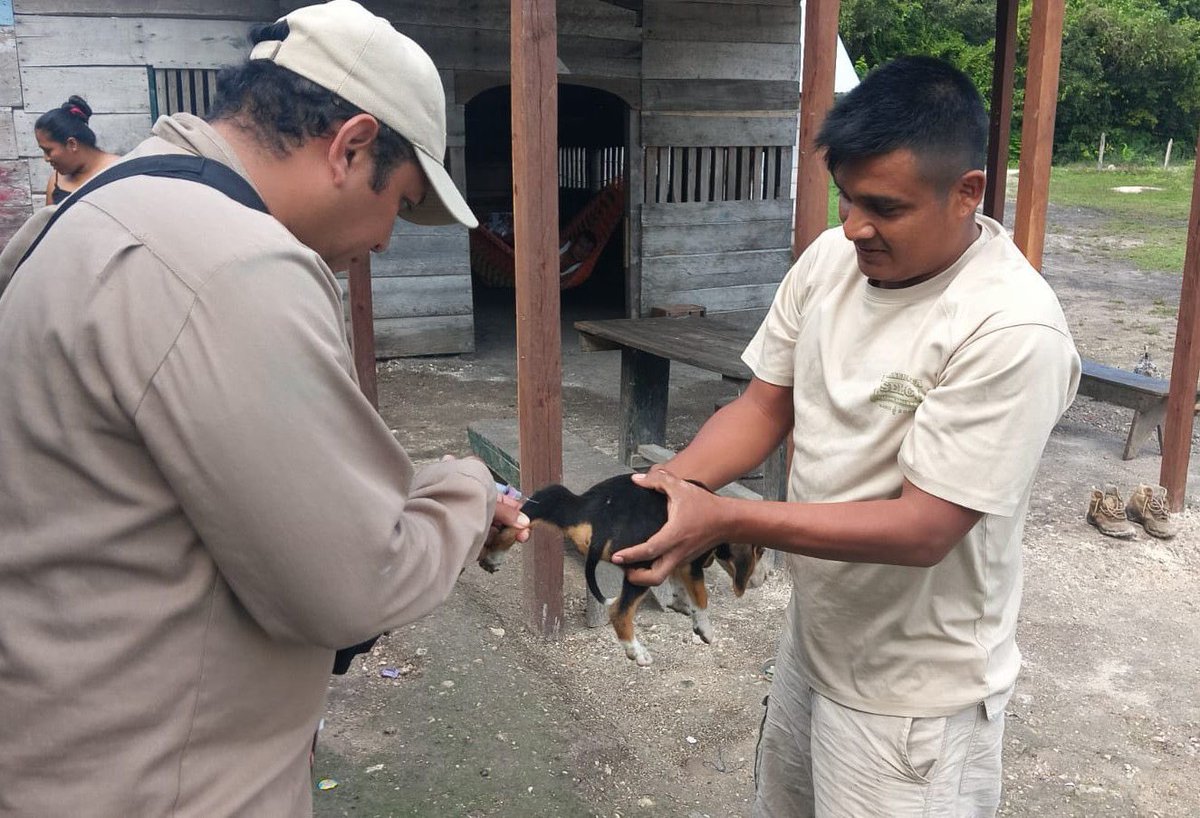 laRepublica_p's tweet photo. La cobertura de  vacunación antirrábica se mantiene en los 13 municipios de Campeche y en lo que va de 2026, las brigadas de Zoonosis han aplicado 45 mil 208 dosis a perros y gatos. Se fortalece la prevención contra la rabia y se mantiene al Estado libre de esta enfermedad. https://t.co/VycZSjtvcP