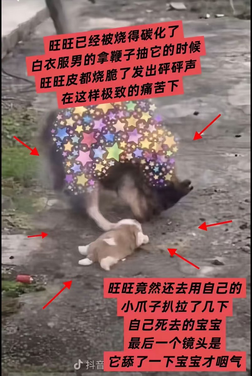 ToTheMoon_1day's tweet photo. 火点燃之前，#旺旺 她已经经历了50多分钟的虐打
她没有跑，她也跑不了

他们用铁丝缠住她的脖子
疼得不行的时候，她把头藏在一块篷布里面，只露出身体在外面挨打
带着钉子的木条被打折了一根又一根
他们换上钢管，打断了她的腿

她回到下水道洞口
洞口里面是她还没断奶的幼崽
她知道幼崽也挨了打，但不知道幼崽是不是还活着
她没有再挣扎
只是在等待他们快点打完、快点走

汽油倒在她身上的时候，她还背过了身
她把虐打疲惫的中断当成了结束
背过身、低下头，侧着眼睛看他们
再一次求饶

然后，她的身体被点燃了

大火瞬间包围了她
她疼得惨叫着上蹿下跳
然后她看到了那只小狗崽躺在地上不动

 她跑过去，先用爪子扒拉小狗，没动
又用嘴去顶小狗，小狗还是没动
她急得围着小狗转

那会儿大火正在熊熊燃烧
她承受着巨痛扭过头想把脖子上的铁丝弄掉
试了很久，但是她没有办法
她对人类的手段束手无策

火还在她身上烧着
她靠近小狗，又远离，又靠近，又远离

火烧到最旺的时候
她的身体已经模糊看不清形状了
她趴在边上不动了

火在她身上烧了20多分钟，
她蜷在那儿，也没能慢慢活下去

人类用“法律空白”四个字，
简简单单就点评完了她的一生，她的死亡。
#JusticeforWangWang #旺旺 #WangWang #WangwangCase #ChinaAnimalProtectionLaw #ChinaAnimalAntiCrueltyLaw 
0x88510365f39b26c1eaa21eef6d40f0dde1964444
7z5KZpYj7BEnGKGCY3kDkaX32ueBSNp8QjvFq8Lxpump