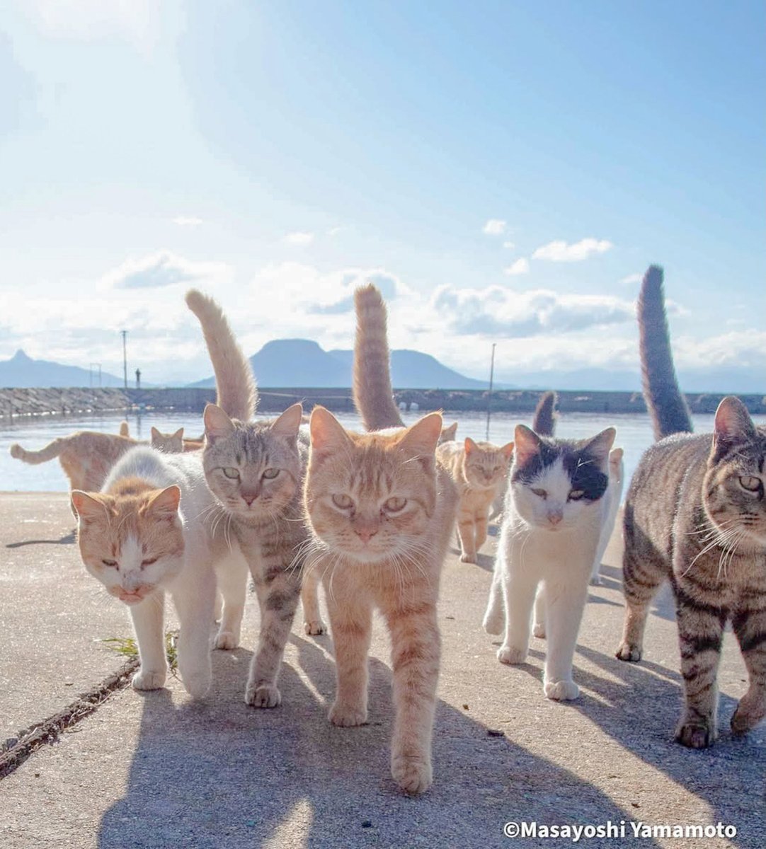 nekoiroiro's tweet photo. ずんずんずん https://t.co/RJcvARiCXh