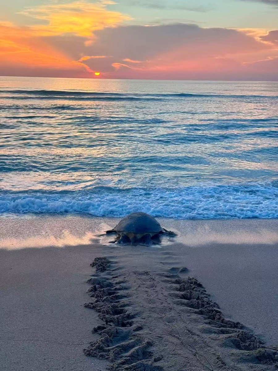 Landy34206142's tweet photo. It’s sea turtle nesting season.  —let’s give these incredible creatures the space they need to thrive. Keep beaches clean, fill in holes, take your belongings with you, and turn off bright lights at night. 🌊

#SeaTurtleSeason #ProtectOurOceans #LeaveOnlyFootprints #BeachLife #OceanConservation #Wildlife #NatureLovers #SeaTurtles