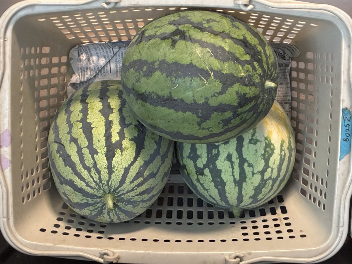 YasuoOta's tweet photo. My圃場ナウ: 2026-07-22
晴れ 38℃ 47%
🍉スイカ「紅まくら��
🐦‍⬛カラスさん
　召し上がられました
奥さんは
　ちゃんと食べてると
　　褒めていました
あと
　三個収穫❣️
HND: 水を飲んでください
SSN: ↑94
FB DX‼️ https://t.co/cuchdkEwa6