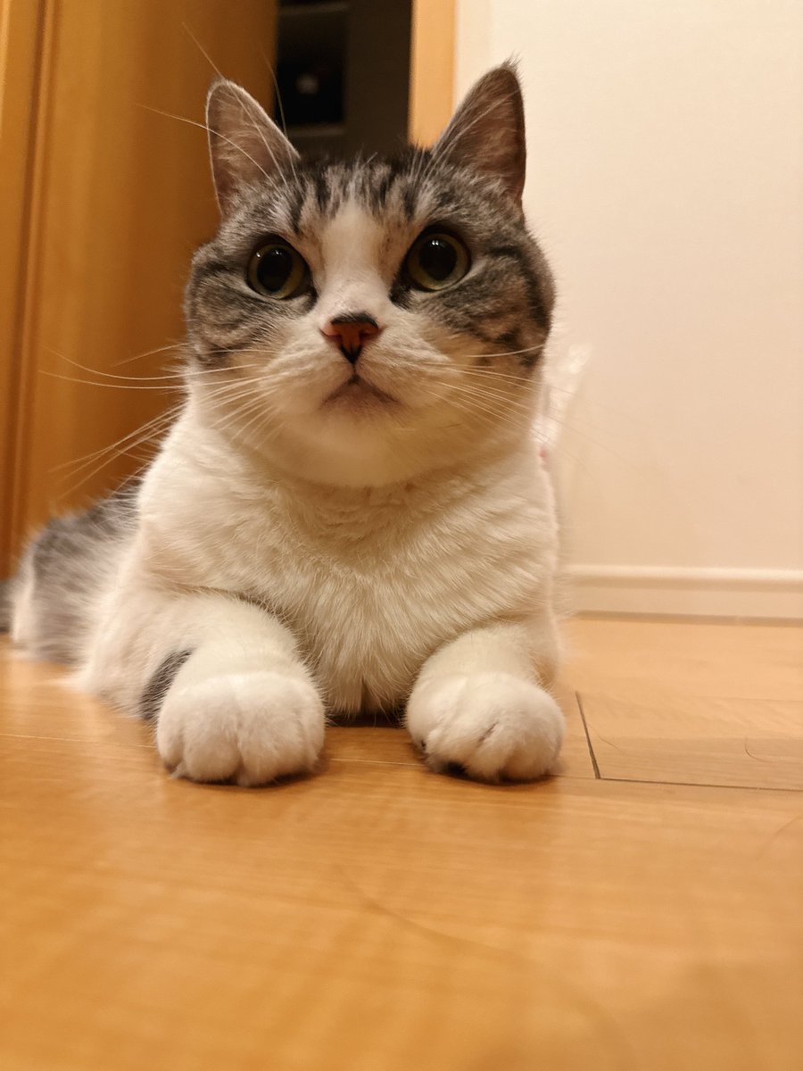 eoheoh_out's tweet photo. 今日のねこ https://t.co/y4Owx1AenH