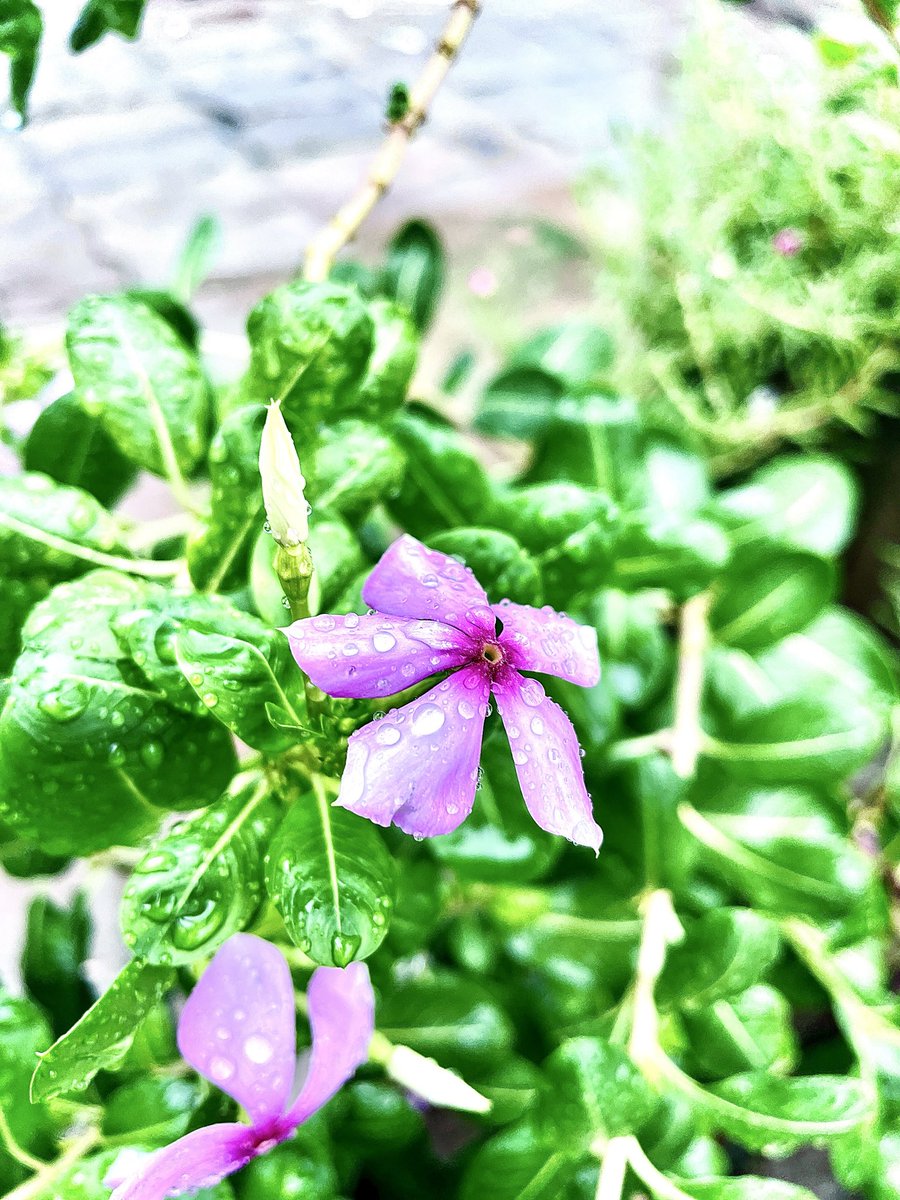 palvijay0's tweet photo. हर शाख पर जैसे उम्मीद खिली हो,
बस नजर चाहिए उसे देखने की…❤️
#photography 
#vibe 
#nature 
#flower https://t.co/LMMAMoc8C9