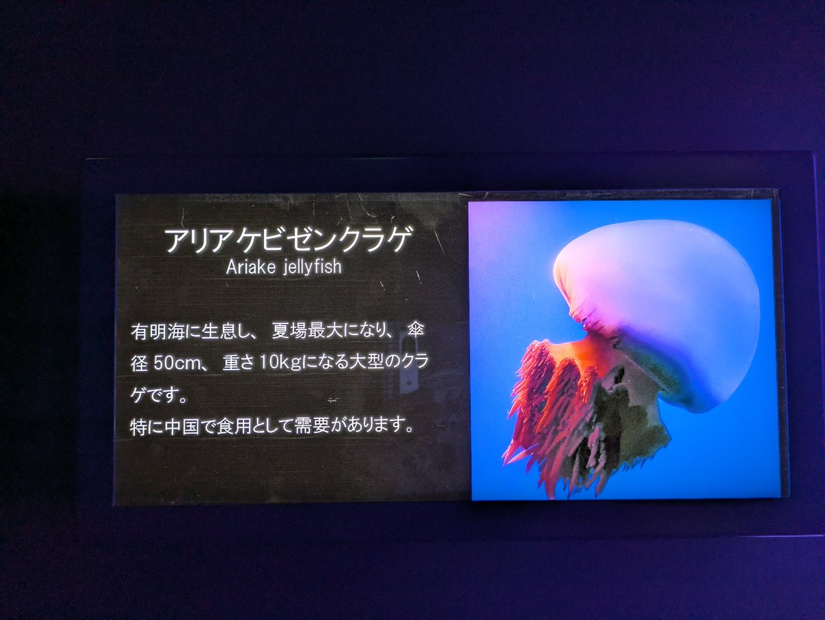 クラゲがｸｿデカだったんで見てください