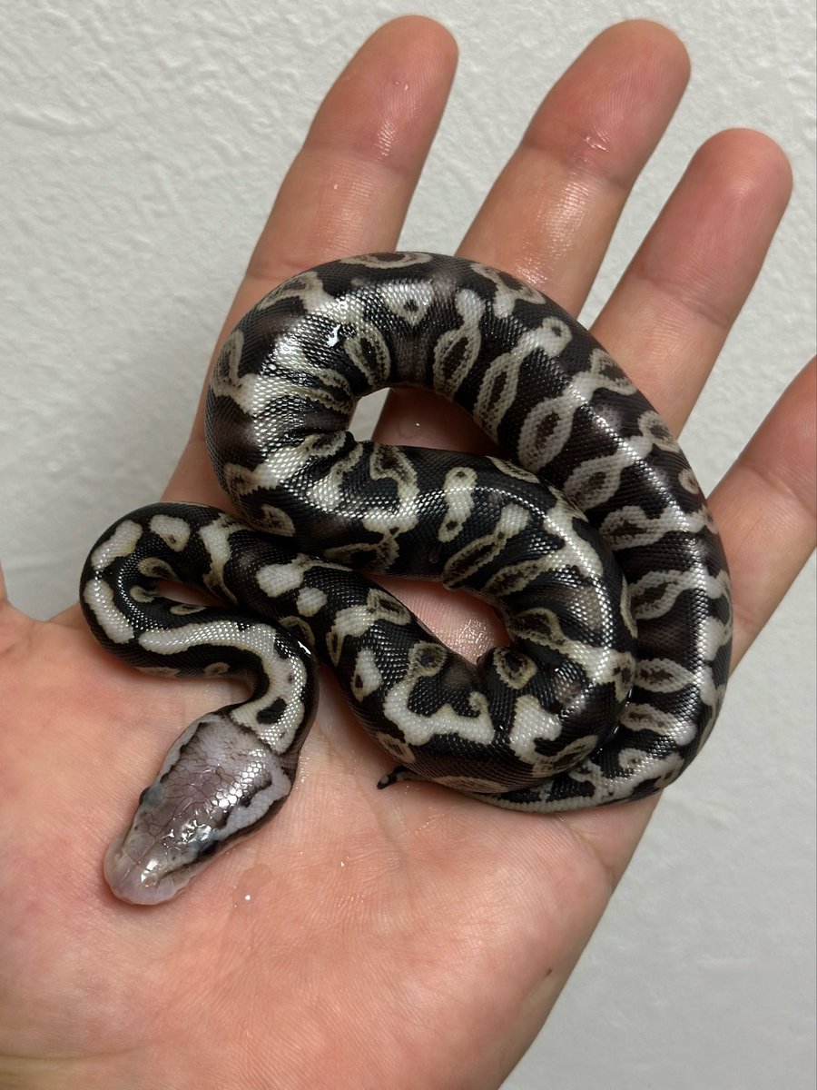 lilballs0905's tweet photo. No. Lil26009
Chocolate Desert Ghost Het Clown ♂
Pastel SpotNose GHI het Clown ♀
7 Balls
#ボールパイソン
#LilCB https://t.co/xTSlem1mTQ