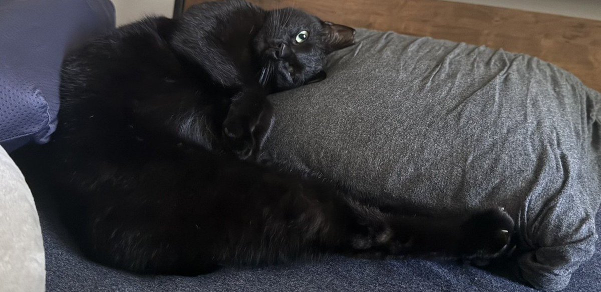takablog_life's tweet photo. ウチの猫がコラ画像みたいになっててワロタ https://t.co/m23TmNfMBm