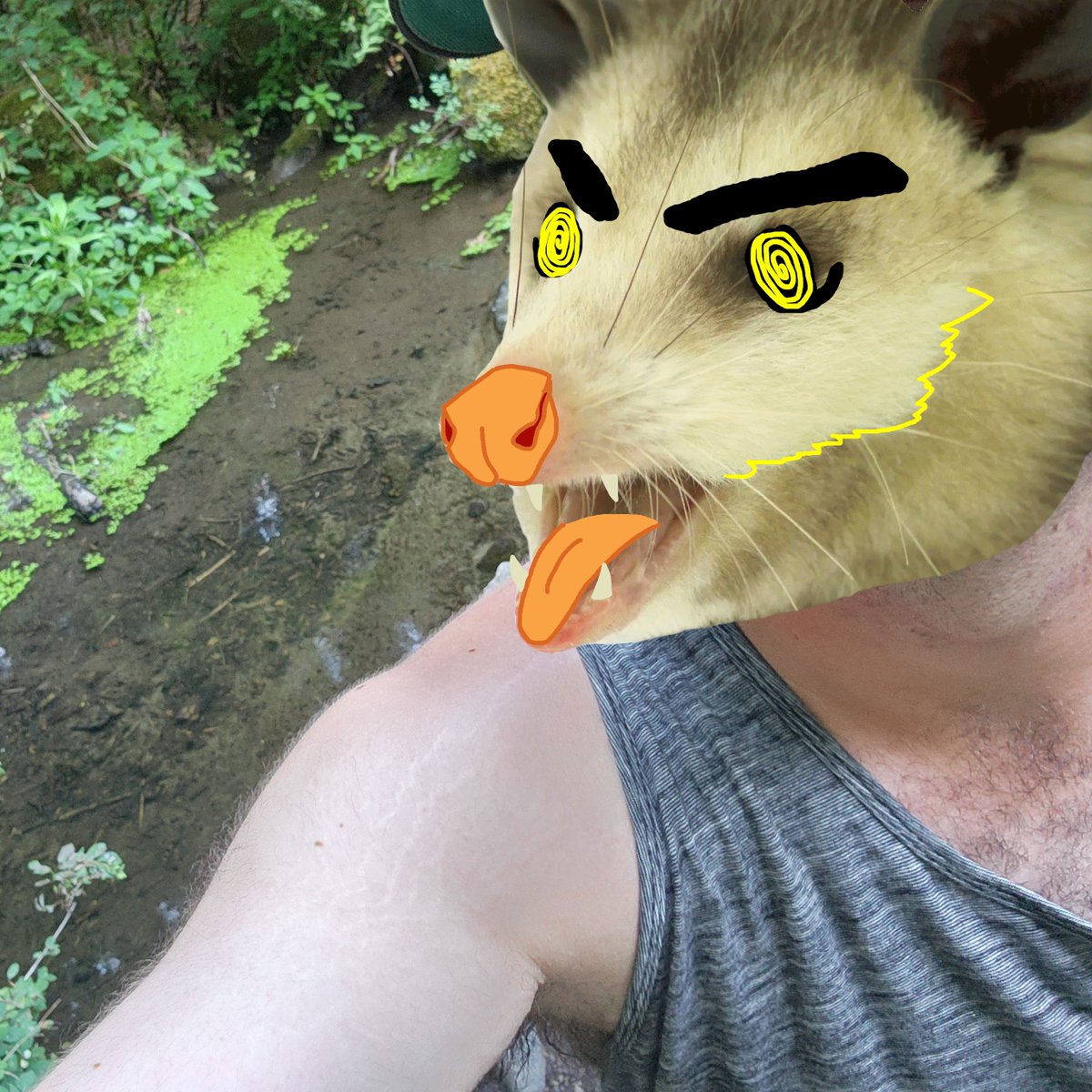 possum_thing_'s tweet photo. Possum dad in the forest (this is where he goes for 8 hours every day) https://t.co/IbPo5h0Mox