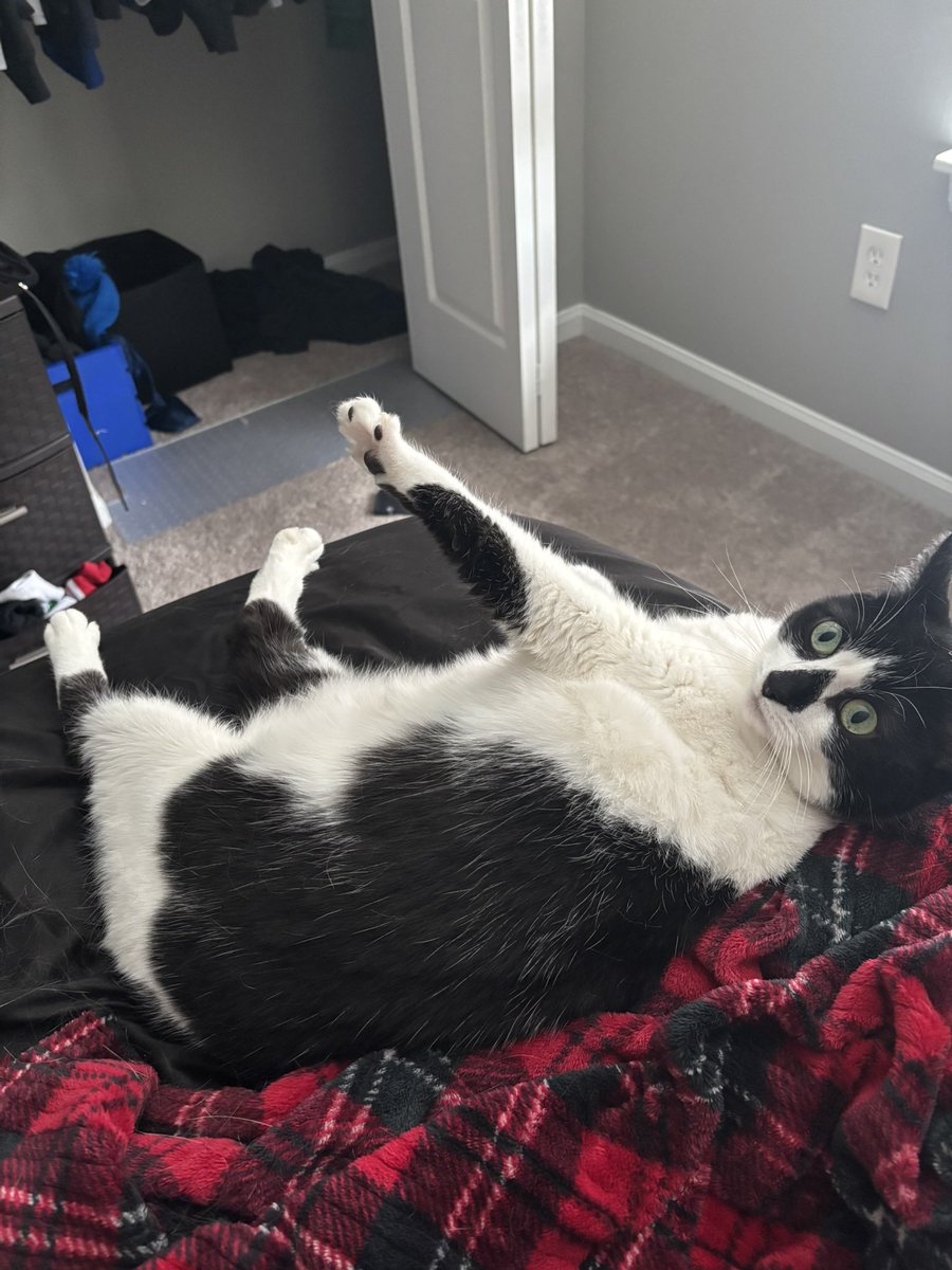 notdabug's tweet photo. my baby smudge https://t.co/VS5bSgTAqz
