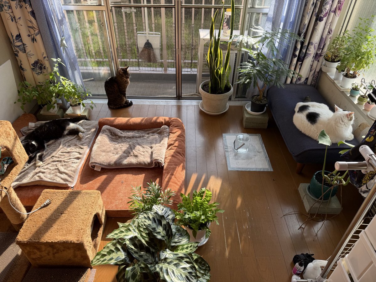 NaoAngelix's tweet photo. ネットで見かけたジャングルみたいな部屋に憧れて早速始めました！
うちで一番陽当たりのいい猫部屋のジャングル化（猫が口にしても無害な植物を置いています、そもそもイタズラしないけど）　日向が好きな葉っぱと日陰が好きな葉っぱ、湿度も考えて配置を変えたり植え替えたり。園芸楽しいな。 https://t.co/m4cmc4YkgL