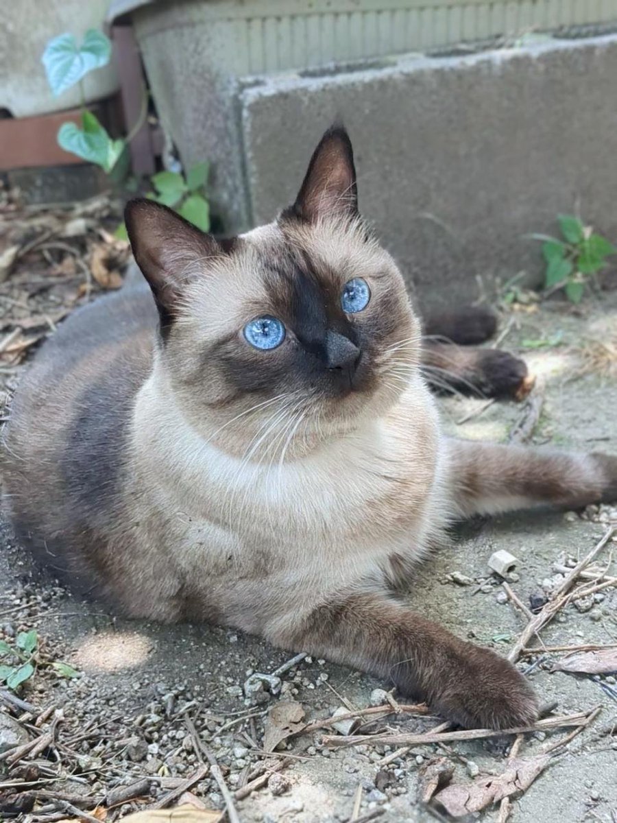 hw6k9nqZYjQ2cbp's tweet photo. コニャ😺🐾 https://t.co/GvtQ1mQwxy