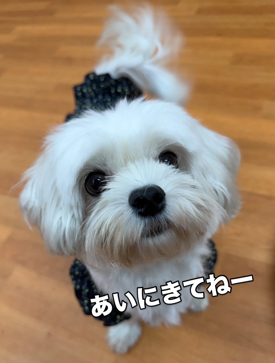 WanWanWan8611's tweet photo. #里親募集
⚖️クラフト⚖️
#マルチーズ 女の子
🎂2019.10.5(6才)5kg

普段はのんびりな性格で
ベッドが大好き😊

わんちゃんとは遊んだり
一緒にねんねしたいみたいですが
今の所はまだ仲良しさんが見つからないようです😅

朝、お部屋から出てくると
今日は誰を誘ってみようかと
ちょっかいかけてます☺️ https://t.co/gNqmY80xWp