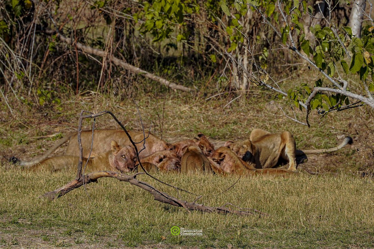 SimbaMhuriro's tweet photo. ๐Lion Kill - Mana Pools National Park
The circle of life looks even better across the rivulet. Just waiting for the soundtrack to kick in ๐ฆ #CircleOfLife https://t.co/MITmkeL1wN