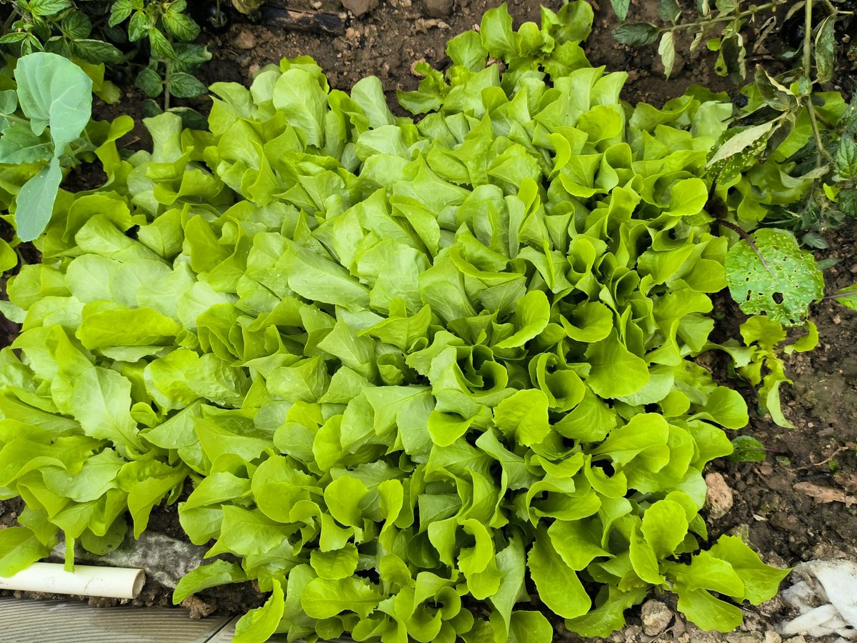 JuanaDurts25's tweet photo. My tiny balcony now has fresh veggies —no more store-bought salads! Small changes make big daily joys. https://t.co/M80euINv6Q