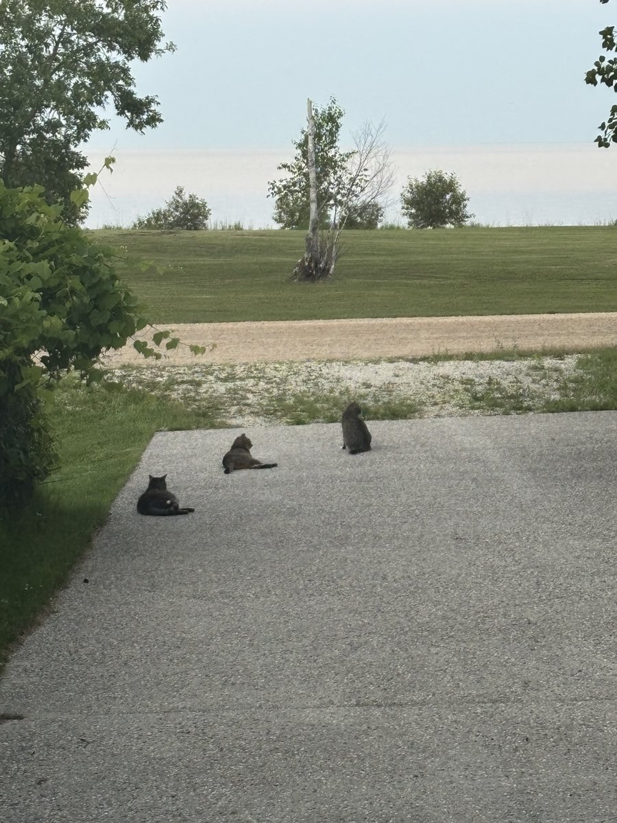 Carla Wilson tweet media
