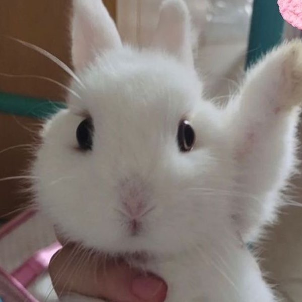 sugarbabykoo's tweet photo. when ur the cutest bunny out of the bunch so u get adopted first https://t.co/ygnkiBcbGm