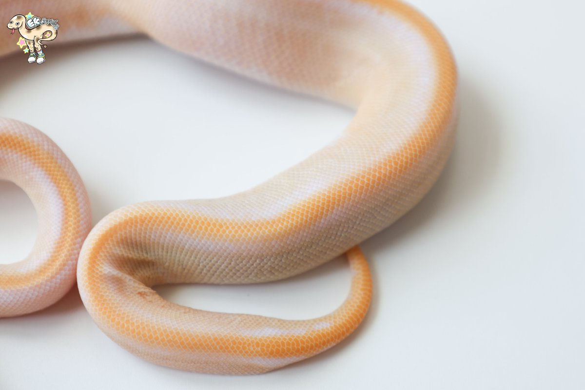 EK Reptiles tweet media