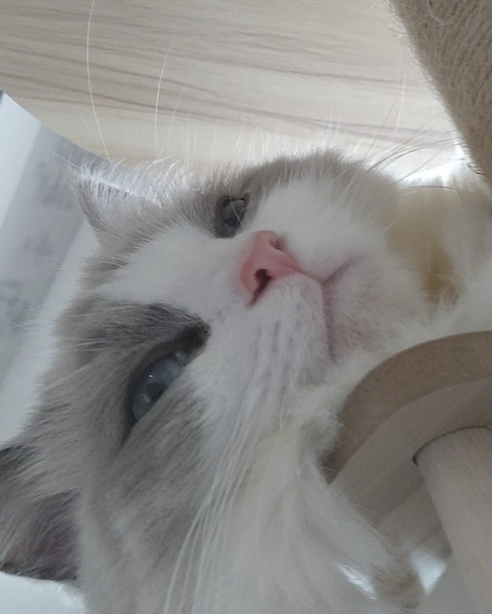 roro_ragdoll's tweet photo. 休憩。 https://t.co/rIWlAwCs9Z