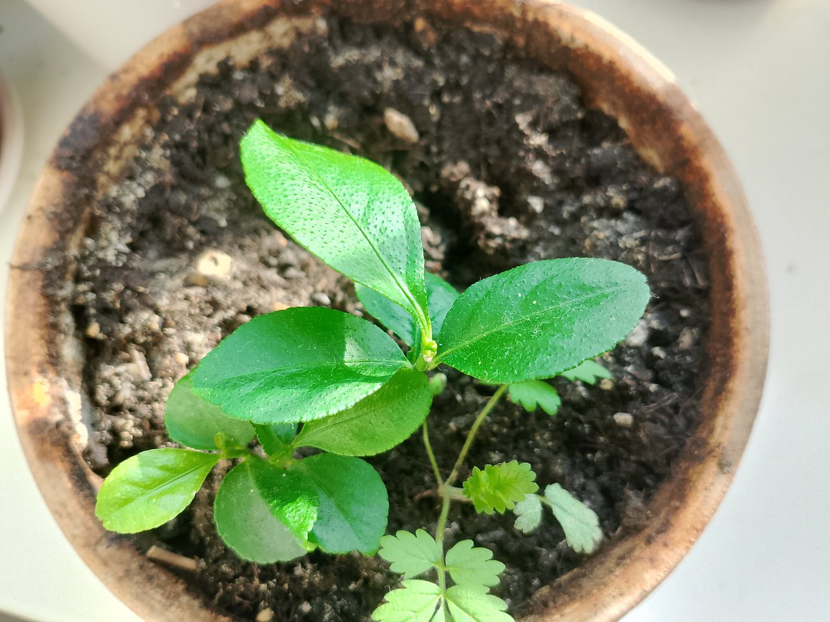SiSineaeva's tweet photo. My lemon tree has sprouted🎉
У меня пророс лимон🎉 https://t.co/H7z5jU6hs8