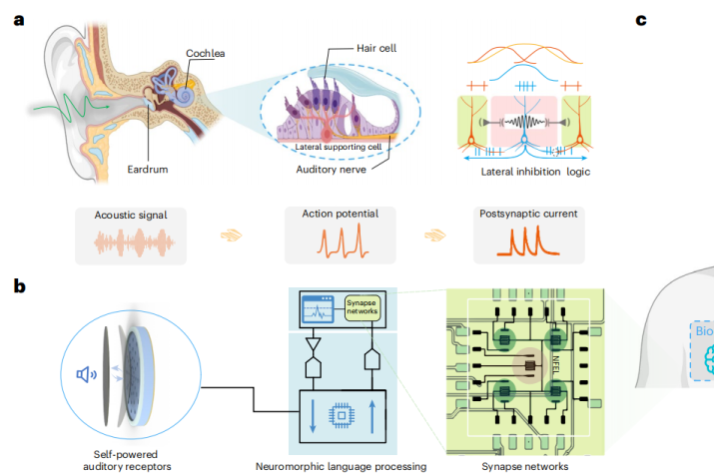 ChinaDaily's tweet photo. Chinese researchers have developed the world's first bionic neuromorphic auditory nerve interface, a groundbreaking electronic device that bypasses damaged natural auditory nerves to deliver processed sound signals straight to the neural pathways. https://t.co/P4kHhin7Q7 https://t.co/OL4wwvHaVT