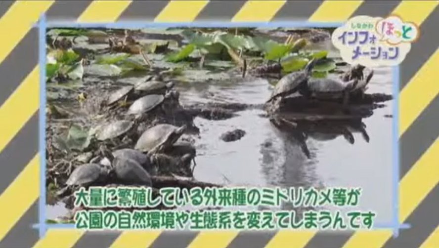 Togoshi_taiso's tweet photo. 公園をより快適に！ 
「公園でハトや猫に餌をあげないで」

公園に住んでいる動物に、かわいいからとエサをあげるとどうなるのかな？みんなで一緒に考えよう✨

品川区内に250か所ある公園をきれいに保つには、みなさんの協力が必要です

品川区公式チャンネルより🌈 https://t.co/UzRGGCZtcZ