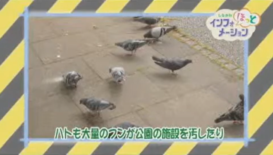 Togoshi_taiso's tweet photo. 公園をより快適に！ 
「公園でハトや猫に餌をあげないで」

公園に住んでいる動物に、かわいいからとエサをあげるとどうなるのかな？みんなで一緒に考えよう✨

品川区内に250か所ある公園をきれいに保つには、みなさんの協力が必要です

品川区公式チャンネルより🌈 https://t.co/UzRGGCZtcZ