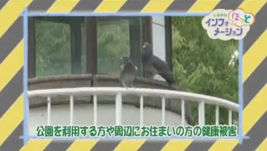 Togoshi_taiso's tweet photo. 公園をより快適に！ 
「公園でハトや猫に餌をあげないで」

公園に住んでいる動物に、かわいいからとエサをあげるとどうなるのかな？みんなで一緒に考えよう✨

品川区内に250か所ある公園をきれいに保つには、みなさんの協力が必要です

品川区公式チャンネルより🌈 https://t.co/UzRGGCZtcZ