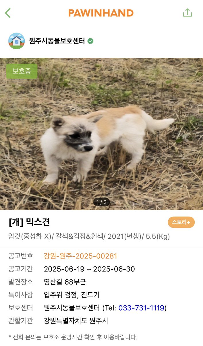findmypaw's tweet photo. 너구리…?
1년동안 입양을 못갔어요. 오래 기다린 아이 한번이라도 눈길 받을수 있도록 도와주세요.

신중한 입양 문의 부탁합니다
강원도 원주보호소 033-731-1119 https://t.co/PJuP9tHtWM