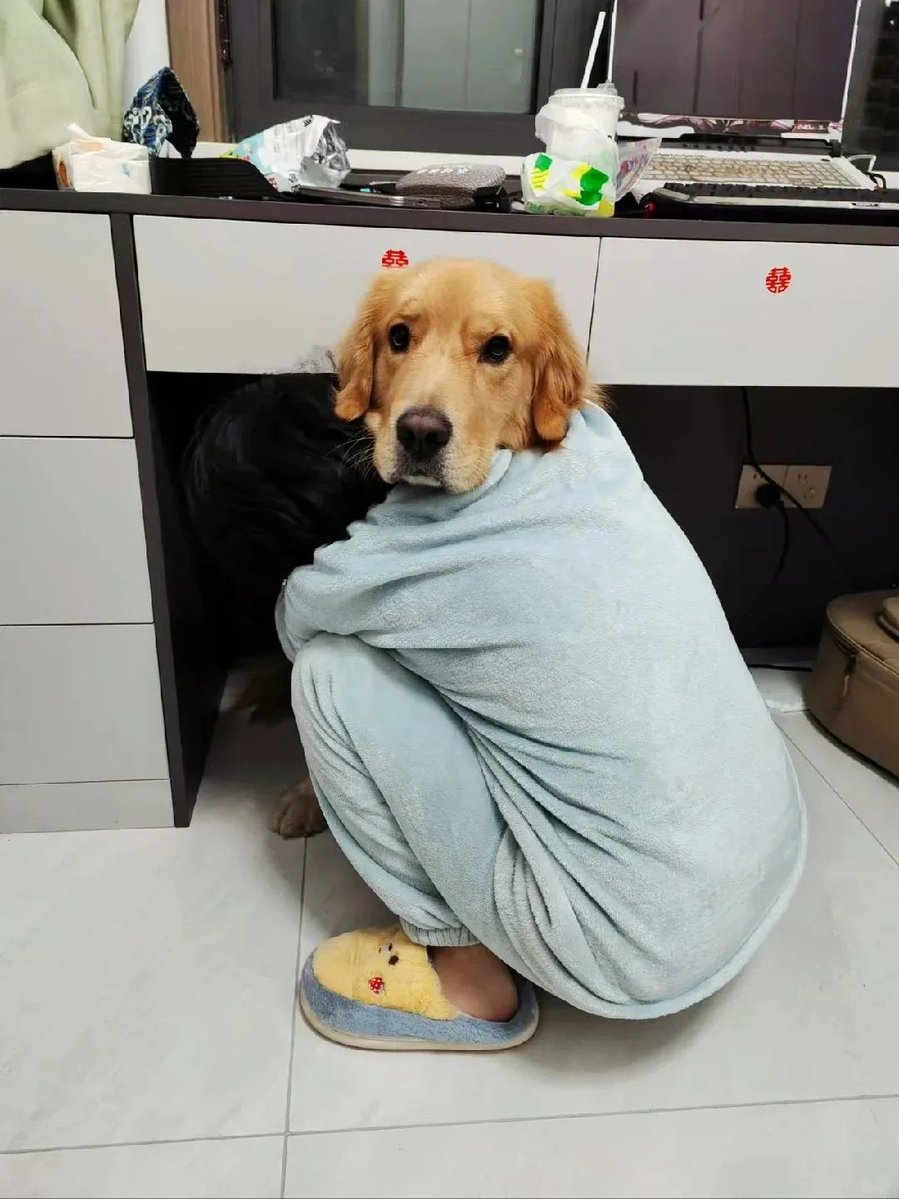 SuzanneCla57519's tweet photo. Nothing beats the quiet joy of a pup curled up on my lap after a long day https://t.co/dGAUfkoT3K