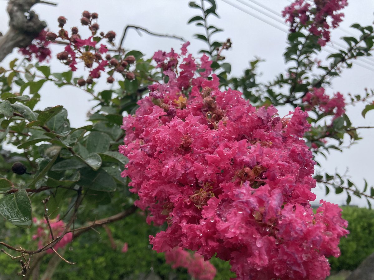 bbbbbbbigtree's tweet photo. 【ととの朝】
おはようございます
３人連れて遊び回り、疲れ果てた昨日、２歳児の背中を追って
そして今日、早く寝て、早く起きればリセット完了、朝から草抜き収穫に、満開のサルスベリを楽しみながら
#朝活
これから開花を控える蕾も^_^ https://t.co/mCdskCM3m6