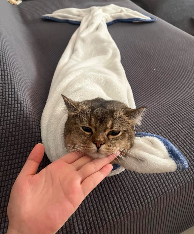 FurBabyVibes's tweet photo. https://t.co/bHvbVduhog