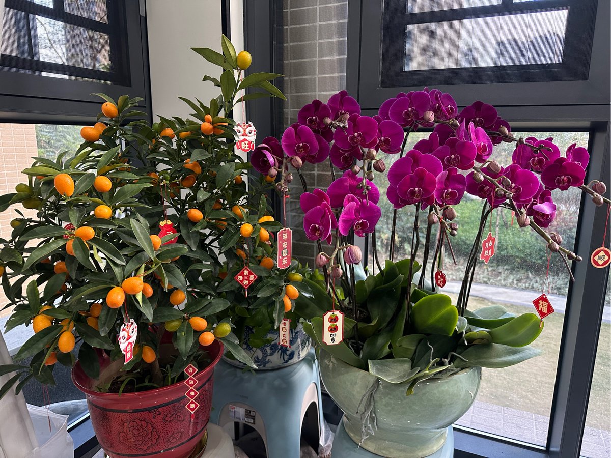 Anna1497201's tweet photo. The first light of Lunar New Year brings warmth and new beginnings to every home. May your days ahead be filled with joy, prosperity, and good health. Happy Spring Festival! https://t.co/m5BRPtPBhV